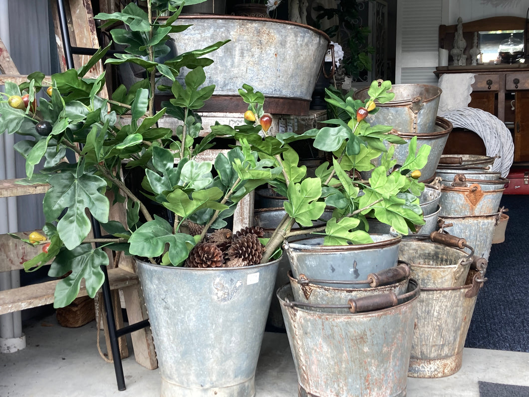 Potted Fig Tree